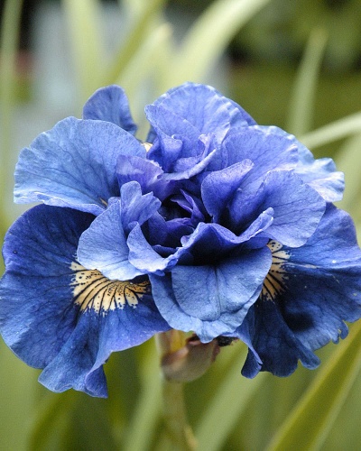 IRIS SIBIRICA CONCORD CRUSH 25 kusov